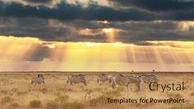  Presentation with savannah - Amazing presentation theme having african-plains-zebra-herd backdrop and a coral colored foreground