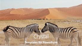  Presentation with dry - Audience pleasing presentation theme consisting of african-plains-zebras backdrop and a coral colored foreground