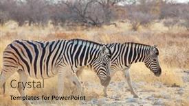  Presentation with savannah - Presentation theme consisting of african-plains-zebras background and a coral colored foreground