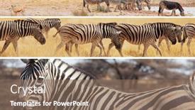  Presentation with dry - Presentation enhanced with african-plains-zebras background and a violet colored foreground