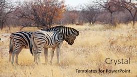  Presentation with dry - Slide set with african-plains-zebras background and a coral colored foreground