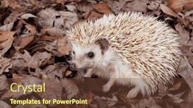  Presentation with dead leaves - PPT theme enhanced with african-pygmy-hedgehog-walking background and a tawny brown colored foreground