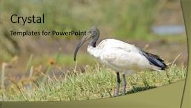  Presentation with uromastyx a genus of african - Presentation theme with african sacred ibis threskiornis aethiopicus background and a coral colored foreground