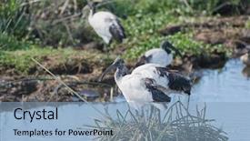  Presentation with african - PPT layouts featuring african sacred ibis threskiornis aethiopicus background and a light blue colored foreground