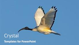  Presentation with flight - Slide deck with african-sacred-ibis-threskiornis-aethiopicus background and a teal colored foreground