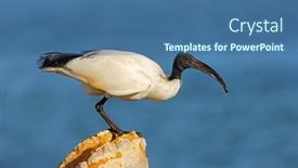  Presentation with south africa - Slide deck having african-sacred-ibis-threskiornis-aethiopicus background and a ocean colored foreground