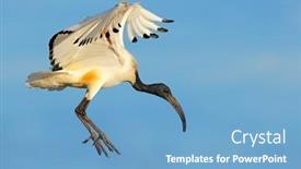  Presentation with flight - Presentation theme enhanced with african-sacred-ibis-threskiornis-aethiopicus background and a  colored foreground