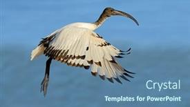  Presentation with flight - Theme featuring african-sacred-ibis-threskiornis-aethiopicus background and a  colored foreground