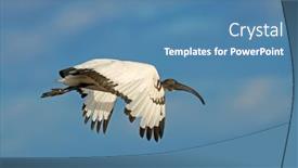  Presentation with flight - Slide set enhanced with african-sacred-ibis-threskiornis-aethiopicus background and a teal colored foreground