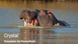  Presentation with south africa - Cool new slide set with  backdrop and a  colored foreground