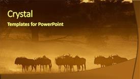  Presentation with dust - Beautiful presentation featuring blue wildebeest connochaetes taurinus backdrop and a wine colored foreground