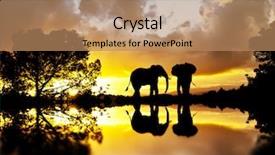  Presentation with elephants - Presentation design featuring elephants between plants lake background and a coral colored foreground