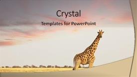  Presentation with savannah - Audience pleasing theme consisting of giraffe in savannah backdrop and a coral colored foreground