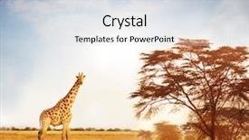  Presentation with savannah - Colorful presentation design enhanced with giraffe in savannah backdrop and a sky blue colored foreground