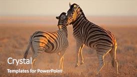  Presentation with contemporary world two columns - Presentation theme enhanced with burchelli fighting etosha national park background and a coral colored foreground