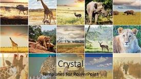  Presentation with safari - Presentation theme featuring african safari collage background and a coral colored foreground
