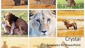  Presentation with safari - Beautiful slide deck featuring turkish delight with nuts and strawberry in ceramic bowl on wooden background backdrop and a tawny brown colored foreground