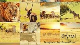  Presentation with animal collage - Amazing PPT layouts having african safari collages backdrop and a yellow colored foreground