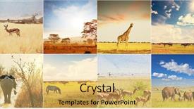  Presentation with animal collage - Colorful slides enhanced with african safari collages backdrop and a yellow colored foreground
