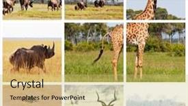  Presentation with safari - Theme featuring leopard running - african safari in etosha namibia background and a yellow colored foreground