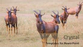  Presentation with savannah - Slide set featuring african-safari-in-masai-mara background and a coral colored foreground