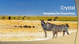  Presentation with kenya - Amazing presentation theme having african safari wild zebras family backdrop and a teal colored foreground