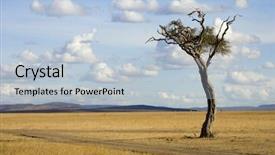  Presentation with savanna - PPT layouts enhanced with african savanna - view of a tree background and a lemonade colored foreground