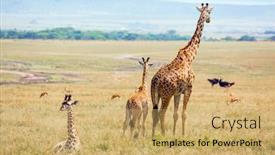  Presentation with families - Amazing presentation theme having african-savannah-charming-giraffe-families backdrop and a yellow colored foreground