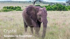  Presentation with africa tourism - Presentation theme featuring african-savannah-elephant background and a mint green colored foreground