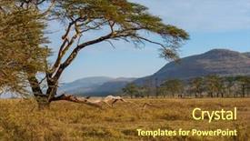  Presentation with savannah - PPT theme enhanced with african savannah landscape near nakuru background and a tawny brown colored foreground