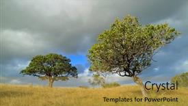  Presentation with savannah - Beautiful slide deck featuring african savannah landscape with trees backdrop and a gold colored foreground