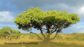  Presentation with savannah - Slides with african-savannah-landscape-with-trees background and a gold colored foreground