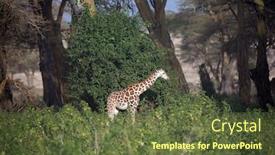  Presentation with savannah - Slide set with african-savannah-on-the-shores background and a tawny brown colored foreground