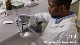  Presentation with laboratory mouse - Slide set featuring african-scientist-holding-box background and a gray colored foreground