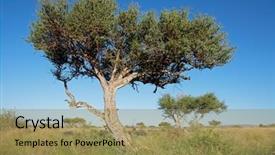  Presentation with jesus and shepherds - PPT theme consisting of african shepherds tree boscia albitrunca background and a coral colored foreground