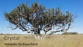  Presentation with jesus and shepherds - PPT theme with african-shepherds-tree-boscia-albitrunca background and a  colored foreground