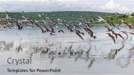  Presentation with lake fish - Slide set featuring african-skimmers-rynchops-flavirostris background and a light gray colored foreground