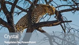  Presentation with endangered snow leopard resting - PPT theme featuring african spotted leopard after feeding background and a mint green colored foreground