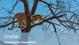  Presentation with endangered snow leopard resting - Colorful PPT layouts enhanced with african spotted leopard after feeding backdrop and a light blue colored foreground