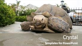  Presentation with tortoise - Colorful slide set enhanced with african spurred tortoise a beautiful backdrop and a gray colored foreground
