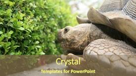  Presentation with tortoise - Slide deck having african spurred tortoise a beautiful background and a violet colored foreground