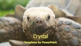  Presentation with tortoise - Audience pleasing PPT theme consisting of african spurred tortoise a beautiful backdrop and a tawny brown colored foreground