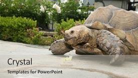 Presentation with tortoise - Slide set featuring african spurred tortoise a beautiful background and a soft green colored foreground