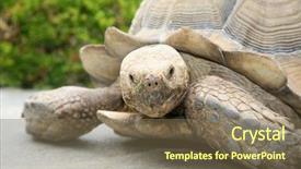  Presentation with tortoise - Cool new slide deck with african spurred tortoise a beautiful backdrop and a violet colored foreground