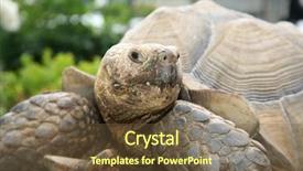  Presentation with tortoise - PPT theme enhanced with african spurred tortoise a beautiful background and a tawny brown colored foreground