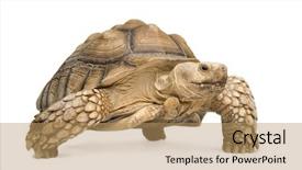  Presentation with tortoise - Presentation theme featuring african spurred tortoise also know background and a coral colored foreground