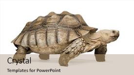  Presentation with tortoise - Audience pleasing theme consisting of african spurred tortoise also know backdrop and a coral colored foreground