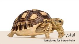  Presentation with tortoise - Amazing presentation having turtle - african spurred tortoise centrochelys sulcata backdrop and a coral colored foreground