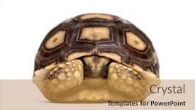  Presentation with tortoise - Slide deck with turtle - african spurred tortoise centrochelys sulcata background and a gold colored foreground