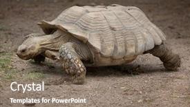  Presentation with tortoise - PPT theme having african spurred tortoise centrochelys sulcata background and a violet colored foreground